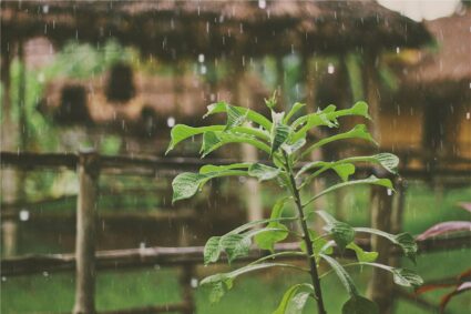 La vegetación de Chinchipe respira gracias a una nube pasajera