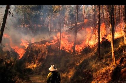 La crisis de incendios forestales en Loja continúa, afectando la biodiversidad y a las comunidades locales