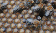 Apicultores de Loja alertan sobre amenaza a las abejas por uso de insecticidas